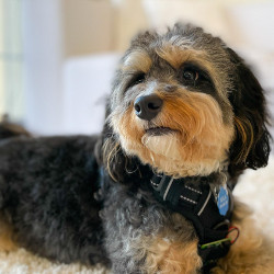 dog wearing the PetTrack system on its collar