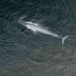 An endangered blue whale.