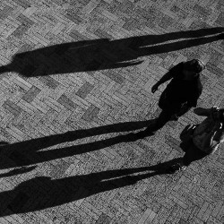 individuals casting long shadows