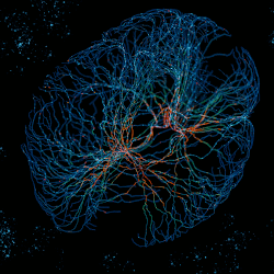 Neural networks are loosely modeled on the organization of the human brain.