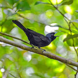 An all-black Chestnut-bellied Flycatcher found on small satellite islands to the north and southeast of the island of Makira in the Solomon Island chain.