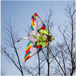 kite stuck in a tree