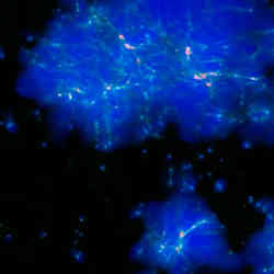 Radiation (blue) emanates from dense filaments of stars and galaxies (white) in this snapshot from a new simulation of the early universe.