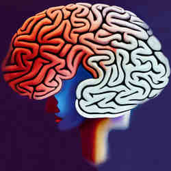 A representation of the human brain.