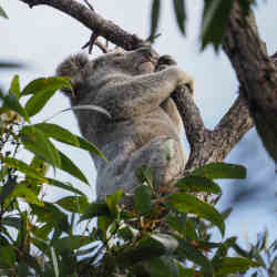 A koala in a tree.