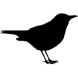 silhouette of a blackbird