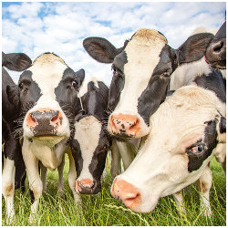 nosey cows in a field