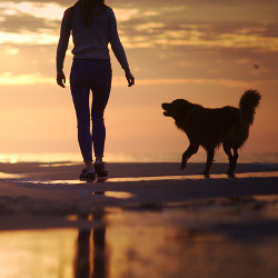 walk with a dog on the beach at sunset