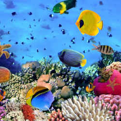 Coral reef fish.
