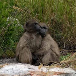 Baboons exhibiting grooming behavior.