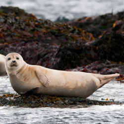 A seal.