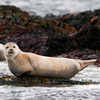 Seals Provided Inspiration for Waddling Robot