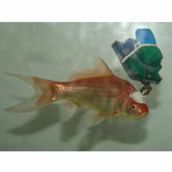 A goldfish with cybernetic headgear.