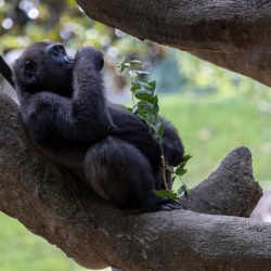 At first, the gorillas didnt know what to make of it. During the first feeding, the primates ran away and looked confused when the food suddenly sprayed around their habitat.