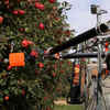 Fruit-Picking Robot Eve Ready to Harvest Apples Commercially, as Shortage of Workers Persists