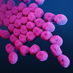 Acinetobacter bacteria