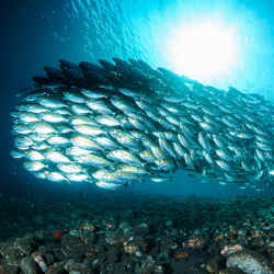 The lifespans of fish species are difficult to observe in nature. 