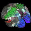 Mapping by Human Brain Project Advances Understanding of Neuroreceptor Organization