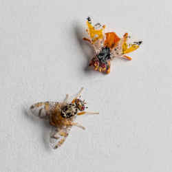 A Mediterranean fruit fly (bottom) meeting a robot-controlled, 3D-printed replica.