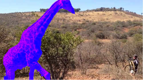 giraffe-15_0