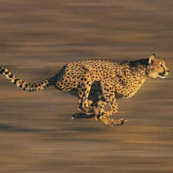 A speeding cheetah.