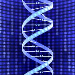 The double helix of DNA.