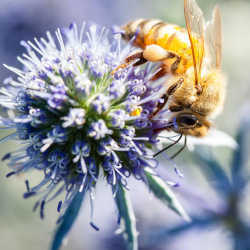 A honey bee.