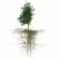 Rendering of a simulated tree using the rhizomorph method. 