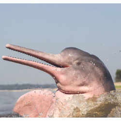 The boto (Inia geoffrensis), also known as the pink river dolphin.