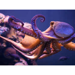 A purplish-red octopus extends its arms and floats in dark blue water.