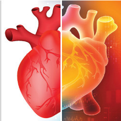 split image of a human heart, illustration