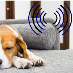 furniture emits radio waves as a dog sleeps nearby