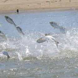 Invasive carp, jolted by electricity from a research vessel. 