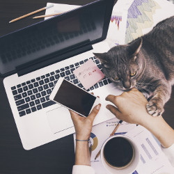 a cat and a worker sit near a laptop computer