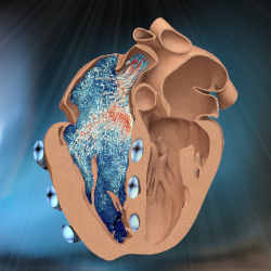 The model could help to test new implants and devices to treat a range of cardiac disorders.