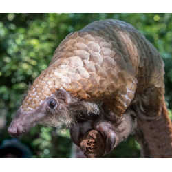 Pangolins, the only mammal with scales, are endangered by hunting.