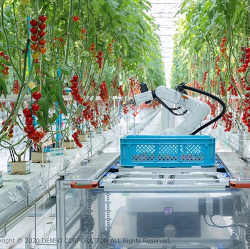 A robot harvests and transports tomatoes.