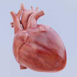 The heart is made from living tissue fused with robotic muscles.