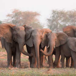 African savanna elephants can hear calls from up to 10km away and discern the caller from 2km.