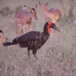 Southern ground hornbill and impalas in Kruger National Park, South Africa